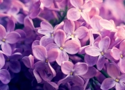 开云sport-绿茵场上的地缘棋局，当向日葵在加勒比海绽放，英格兰天才如何成为破局密钥