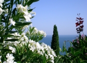 开云体育APP下载-北境之王驾临！小贾伦统治攻防，深圳队饮恨主场