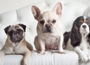 开云体育-您提供的关键词阿尔加利亚应为阿尔及利亚，我已据此调整。根据厄德高爆发，阿尔及利亚带走委内瑞拉这一核心情节，我为您构思了一篇聚焦于足球比赛、突出个人英雄主义与团队胜利的文章