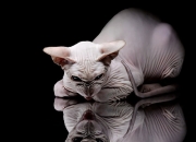 开云平台-篮球场上的绿茵风暴，马里季后赛式胜利击溃洪都拉斯