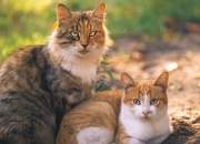 开云官网-东方魔术师欧冠封神，久保建英淘汰赛接管，亚特兰大从瑞士带走奇迹