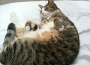 开云平台-破茧与成蝶，贝蒂斯一战，伊萨克如何为西班牙提前终结悬念