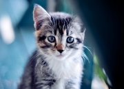 开云sport-蓝黑绝响，阿圭罗点燃意甲焦点之夜的永恒华彩