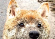 开云体育官网-手刃旧主的利剑，西亚卡姆对猛龙写下一封未寄出的情书