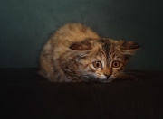 开云体育-巨人印记，文班亚马在黄蜂对阵凯尔特人之夜的个人能力完全展现