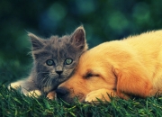 开云体育app-铁血爵士的窒息防守，他们如何用传统篮球哲学绞杀太阳的现代攻势？