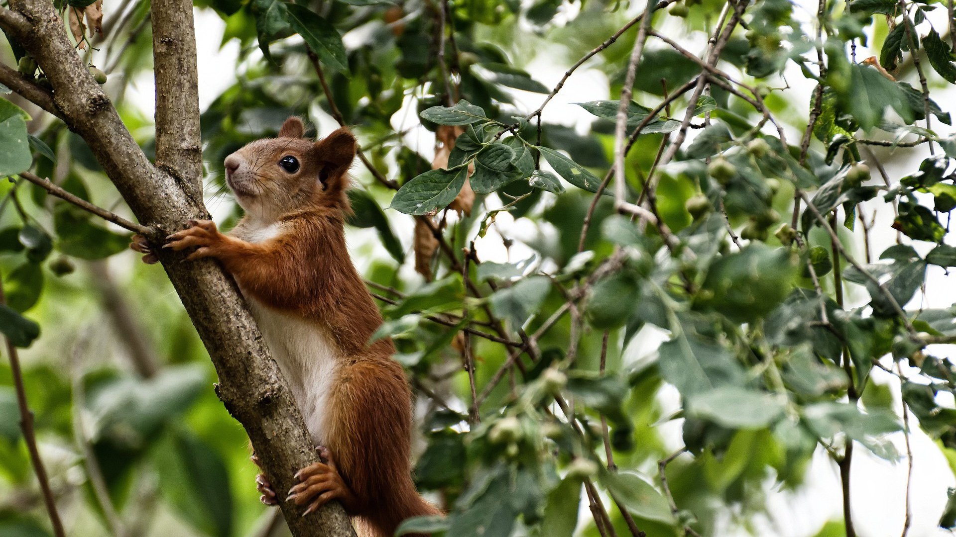 幻影突袭者,当马克西隐入中国吉林的暗影,印第安纳的灯火为谁而明?