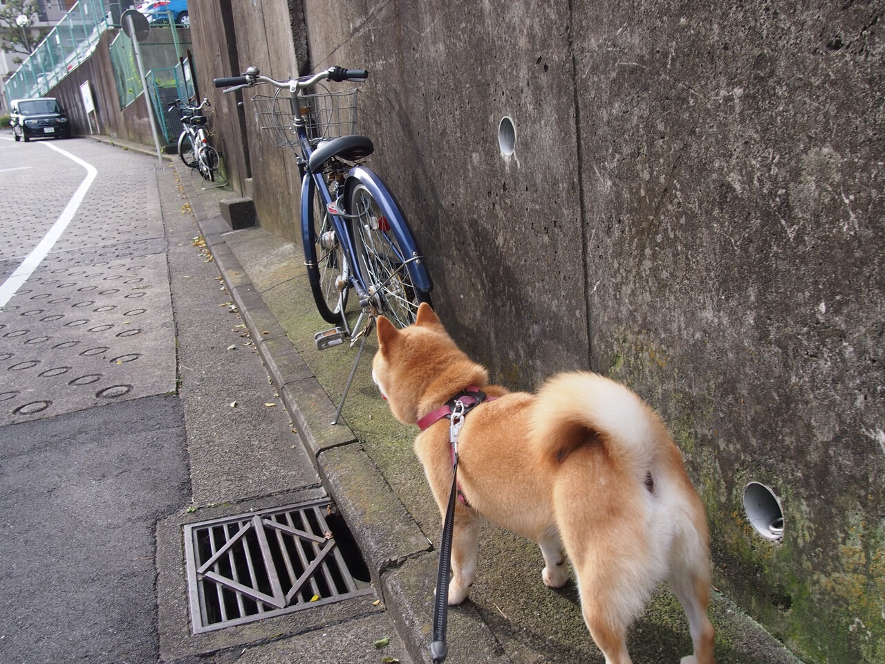 黄蜂轻取马刺背后,戈贝尔,那个决定比赛天平的无名砝码