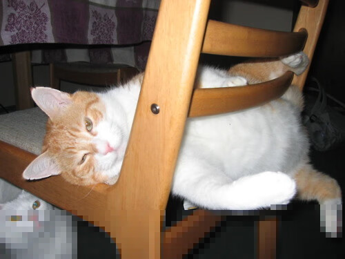 跨维对决，当雄鹿强压雷霆时，锡安在欧冠半决赛接管了比赛