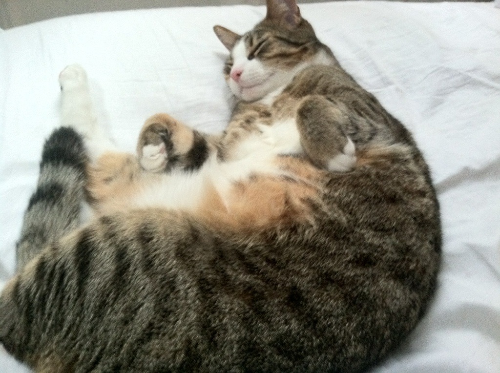 破茧与成蝶，贝蒂斯一战，伊萨克如何为西班牙提前终结悬念