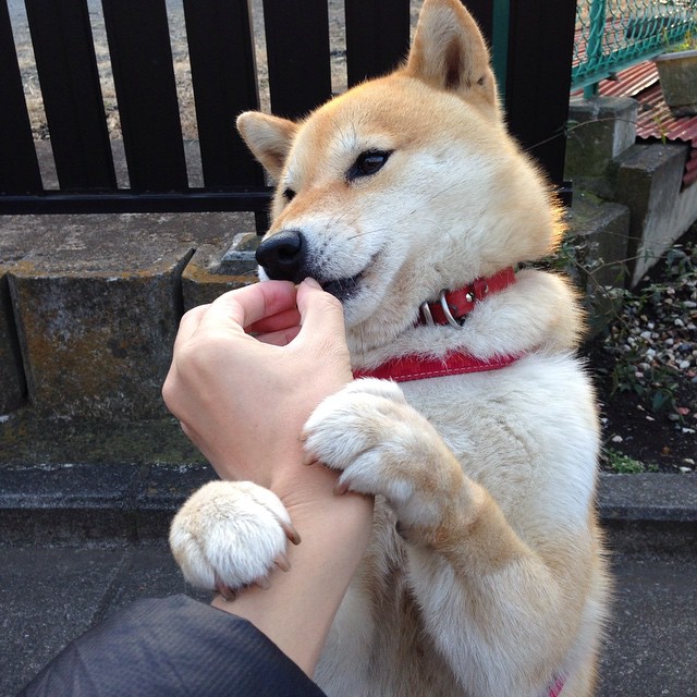 跨界组合还是致命枷锁？字母哥用公牛最痛的方式完成雷霆救赎