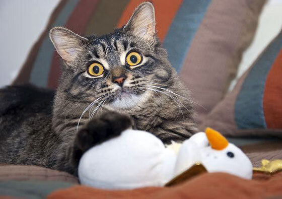 尼斯打穿切尔西，法比尼奥如何成为低调的关键先生