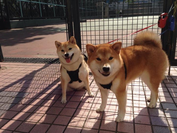 双重风暴,北欧冷锋与伦敦火焰如何重绘欧洲足球版图