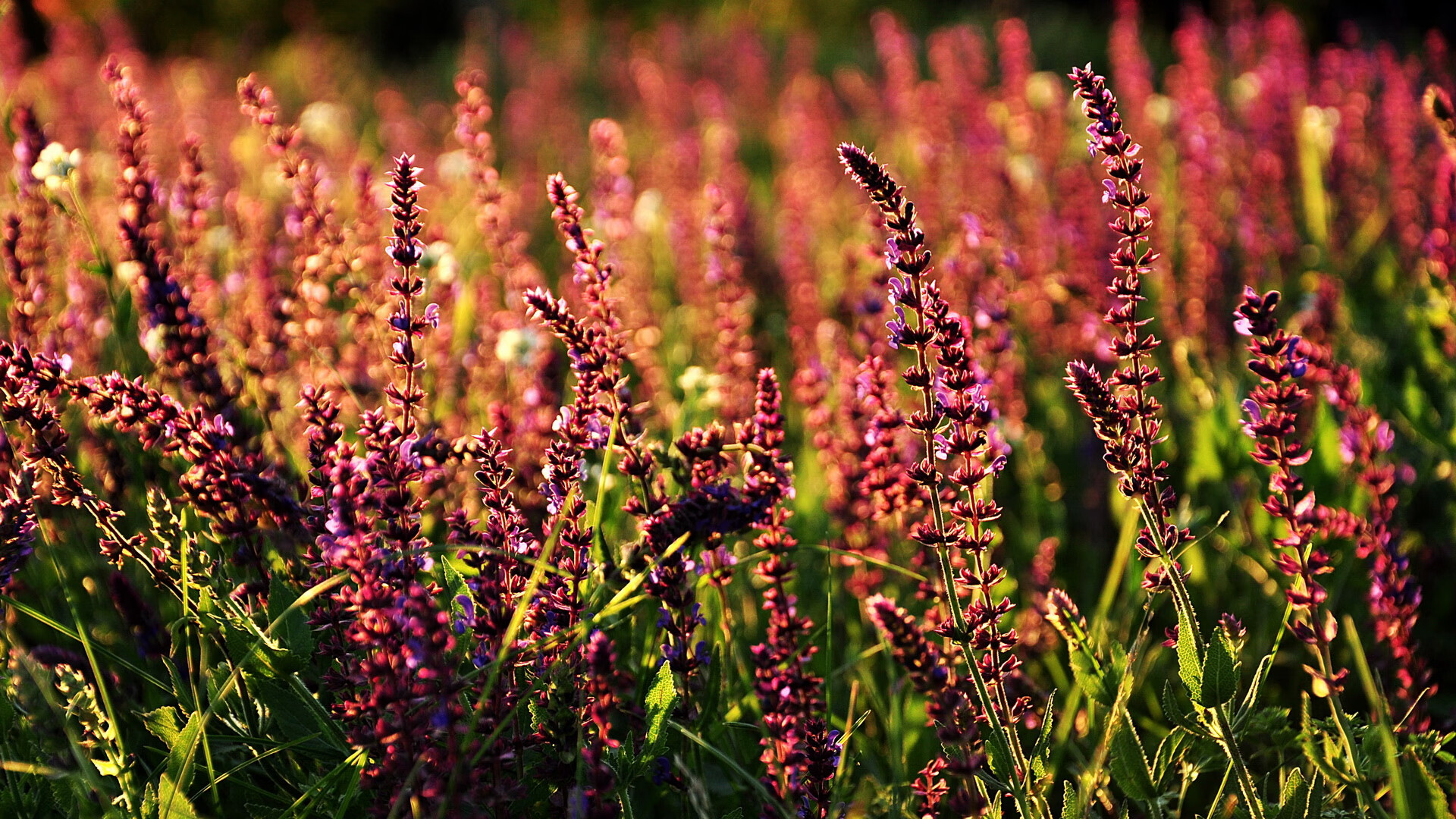 克莱焦点战正名,广东队火力全开压制公牛