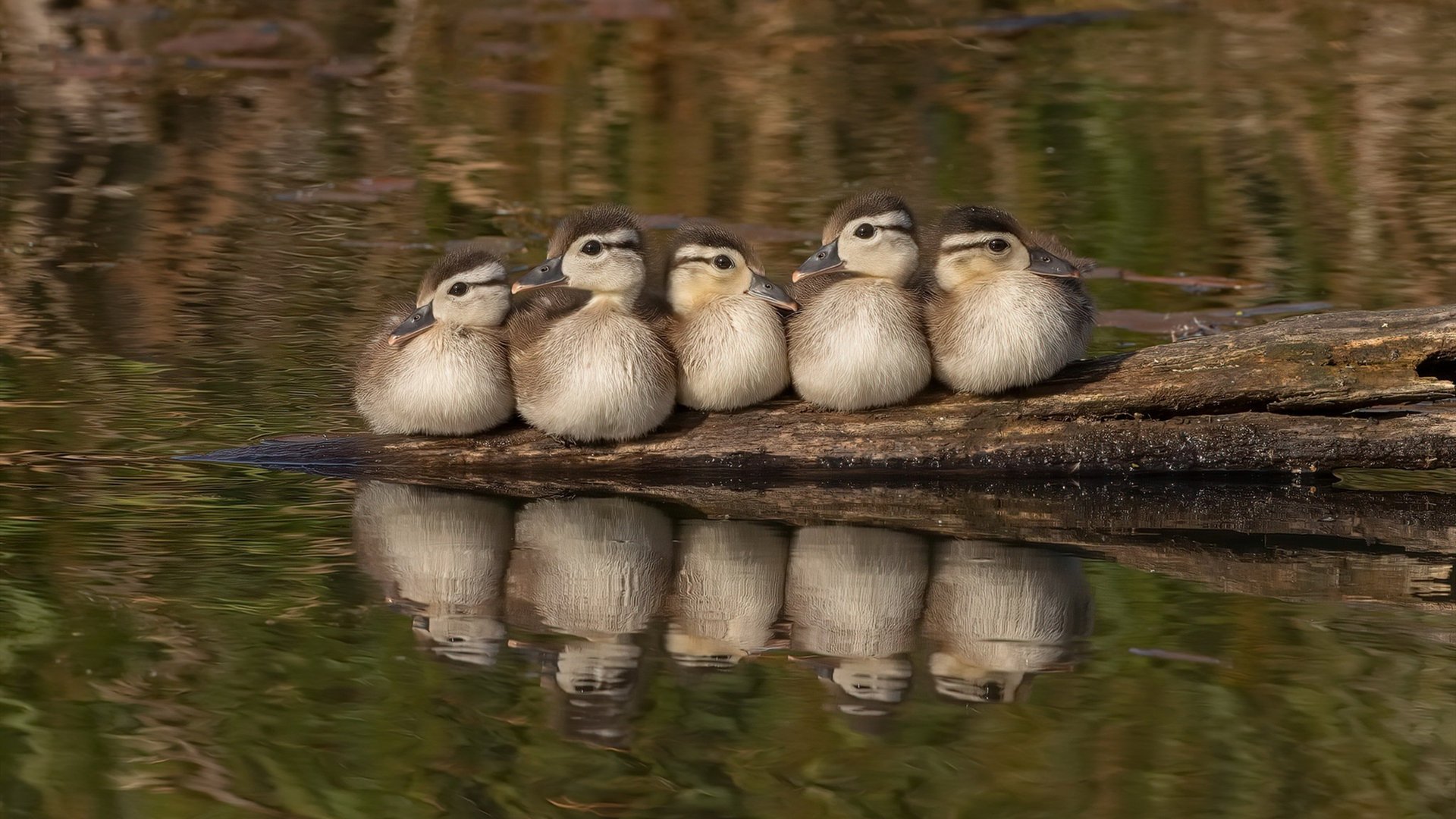 战神的两副面孔,NBA总决赛的窒息时刻与欧陆绿茵的鏖战交响