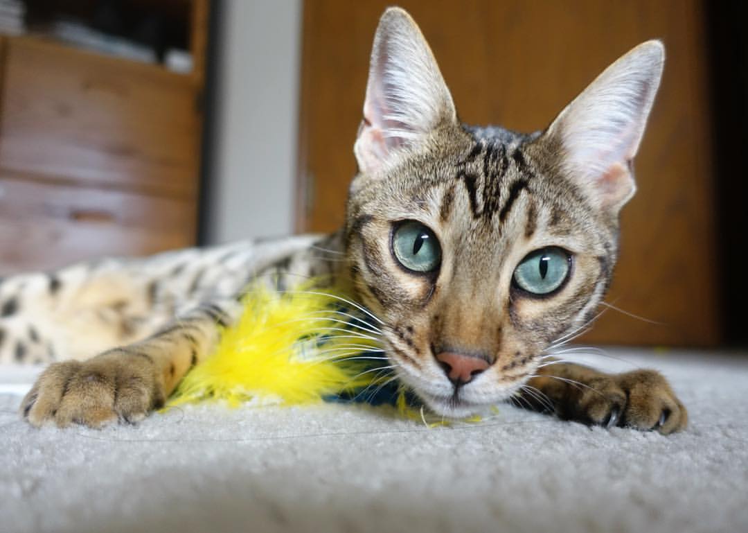 绝杀之夜的怒吼,马丁内利导演,里昂压哨逆转阿尔及利亚