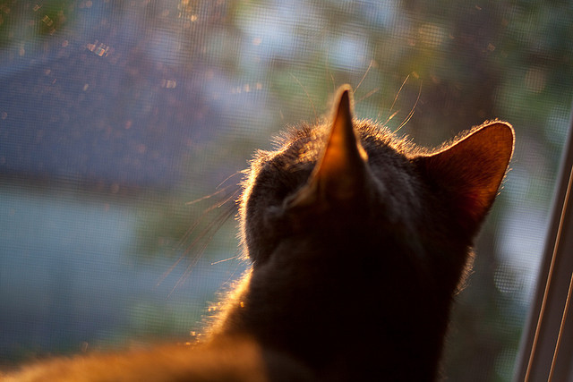烈焰新星与冰川战舰，小贾伦41分焚城，快船冷处理收下胜利